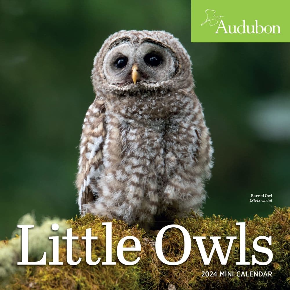 Audubon Little Owls 2024 Mini Wall Calendar