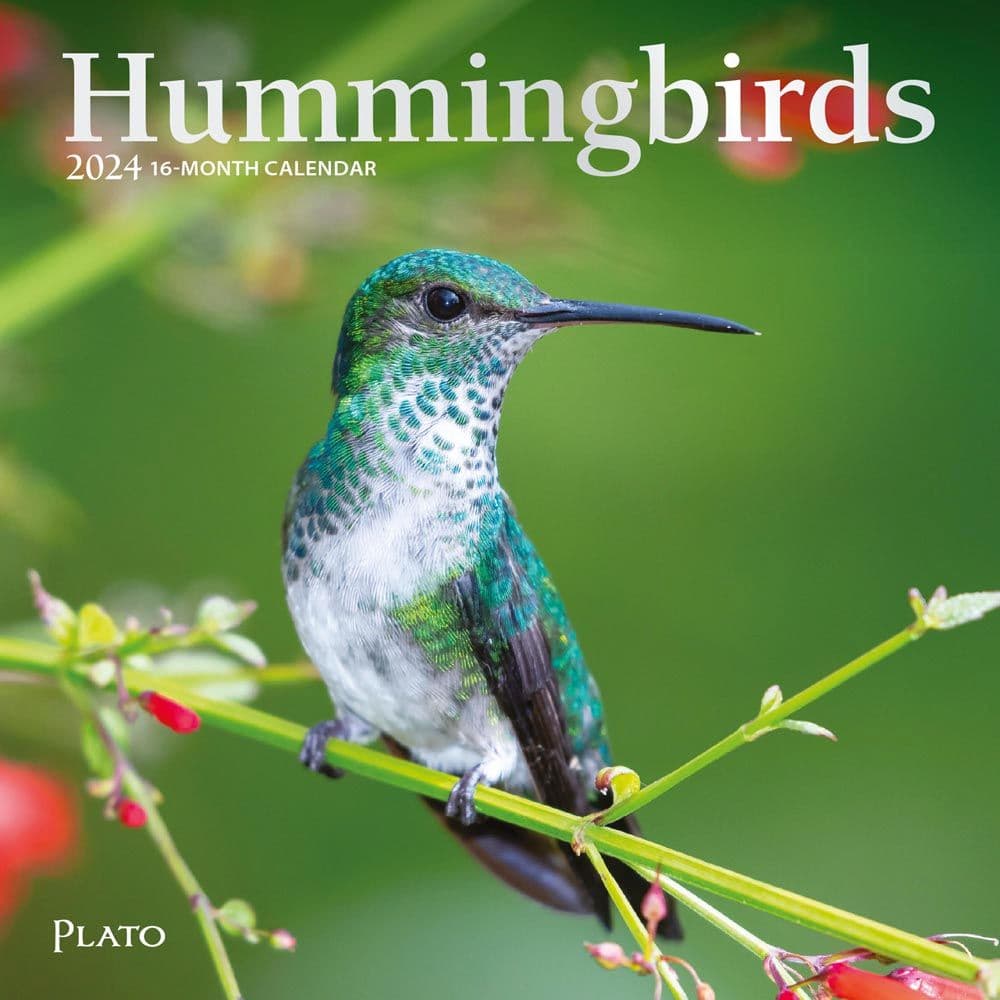 Hummingbirds 2024 Mini Wall Calendar