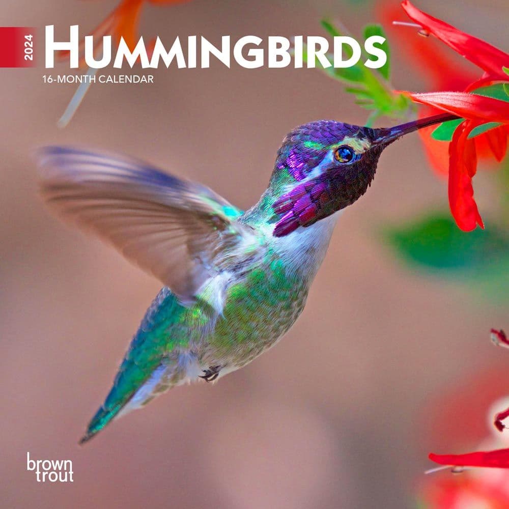 Hummingbirds 2024 Mini Wall Calendar