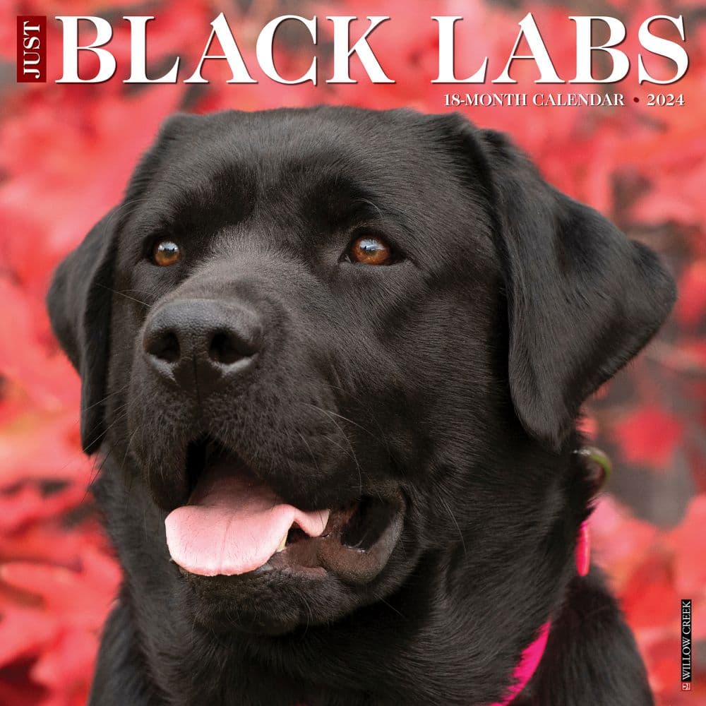 Just Black Labs 2024 Wall Calendar