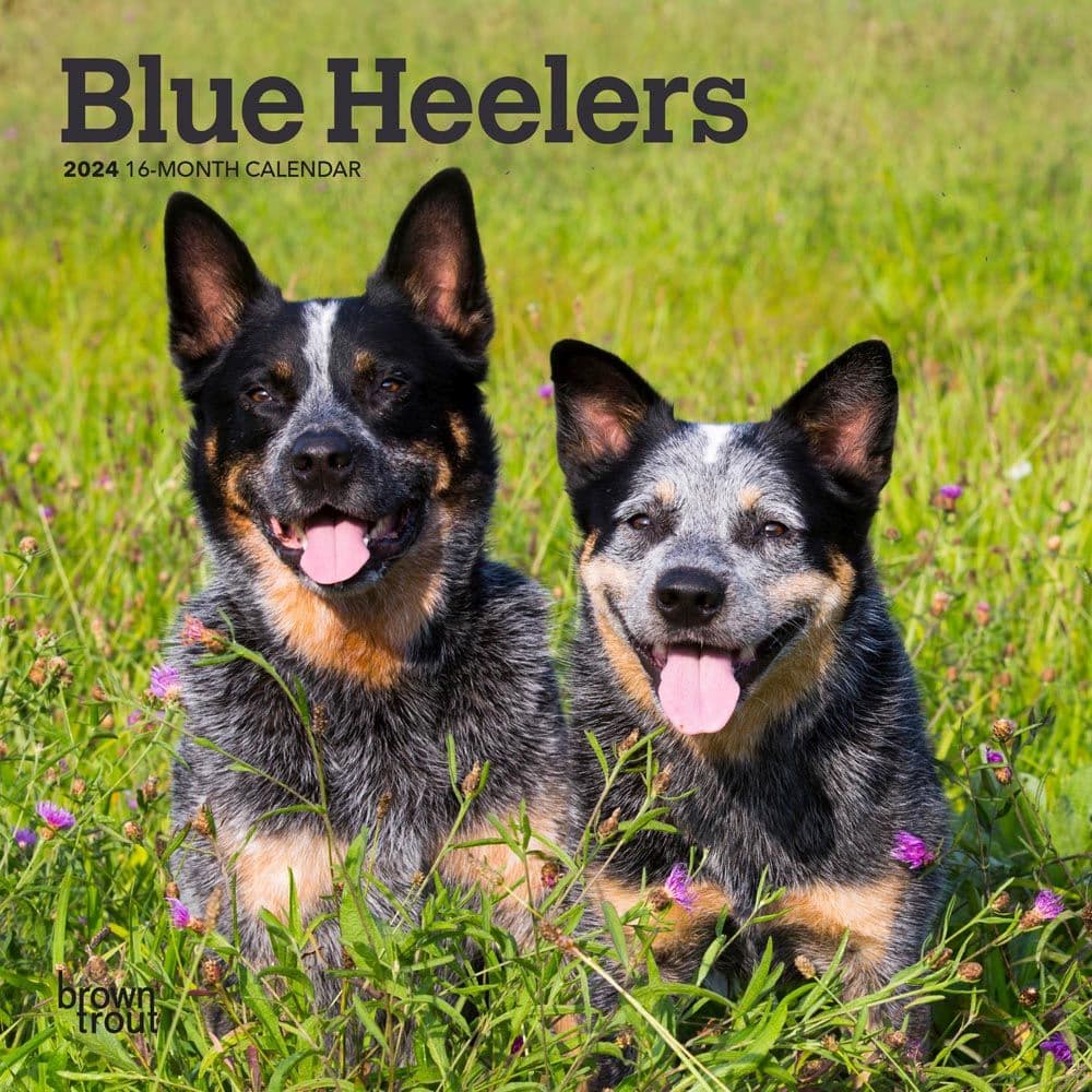 Blue Heelers 2024 Mini Wall Calendar