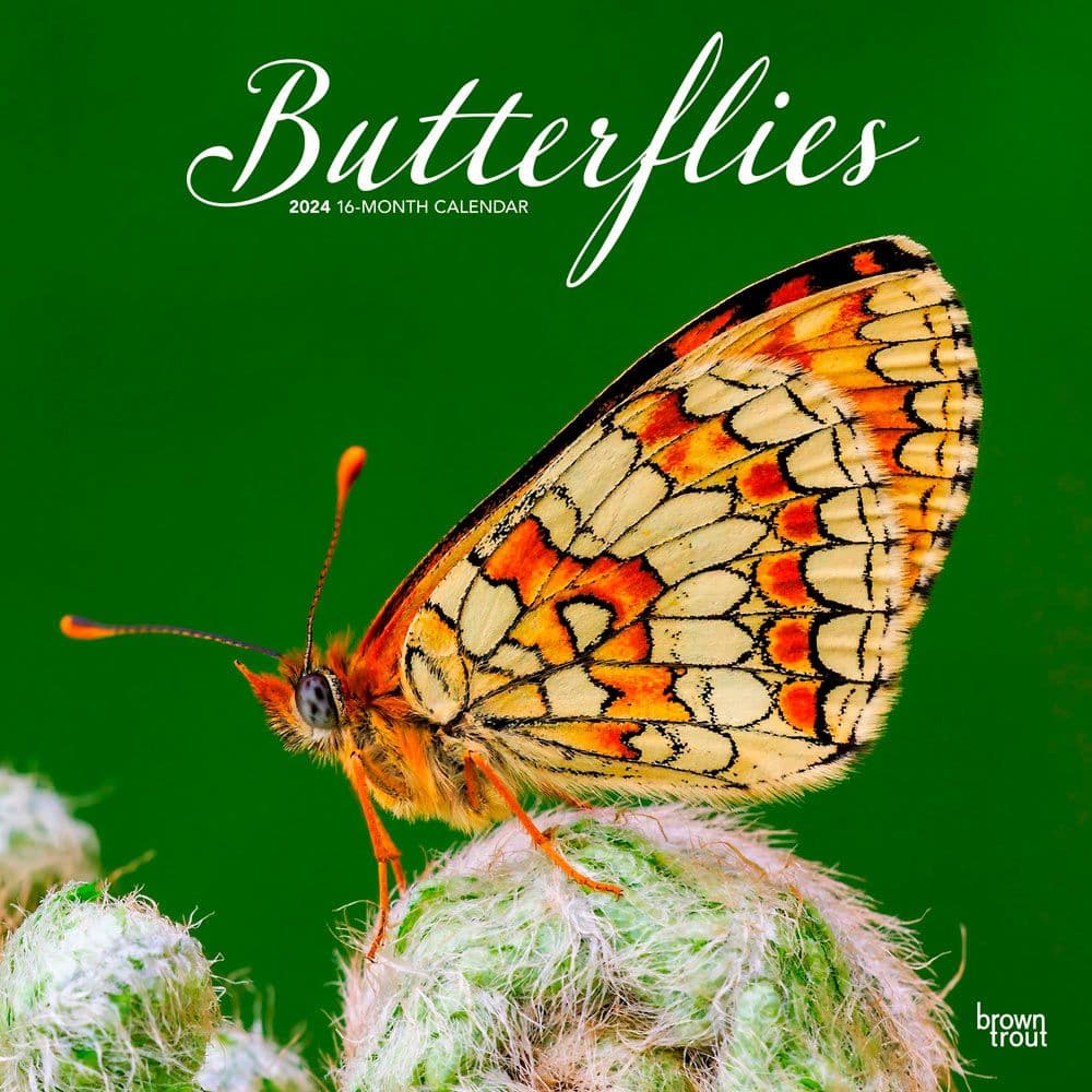 Butterflies 2024 Wall Calendar