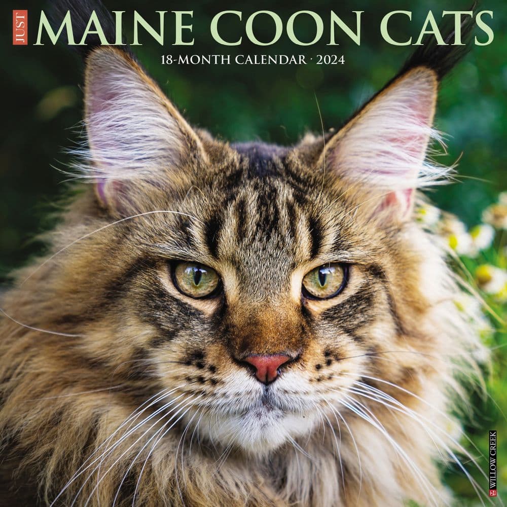 Just Maine Coon Cats 2024 Wall Calendar